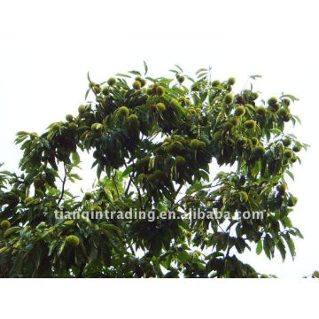 sweet chestnut exporter